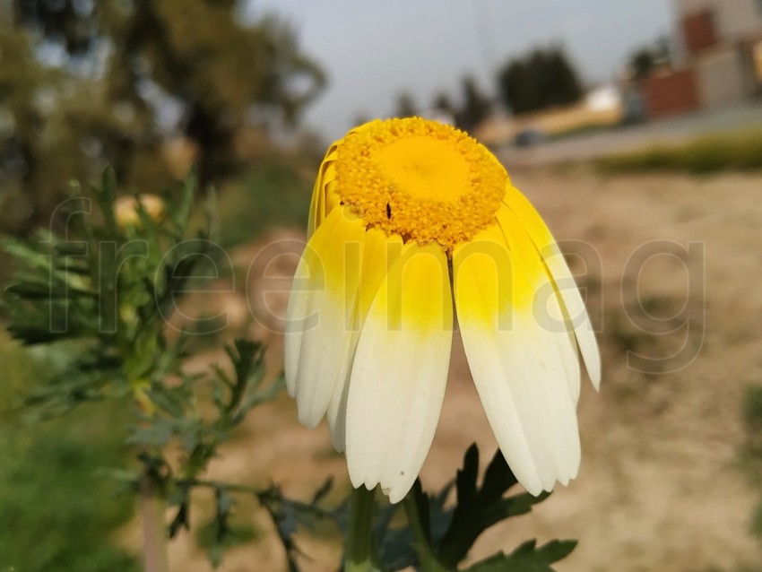 Flor blanca con interior amarillo en España