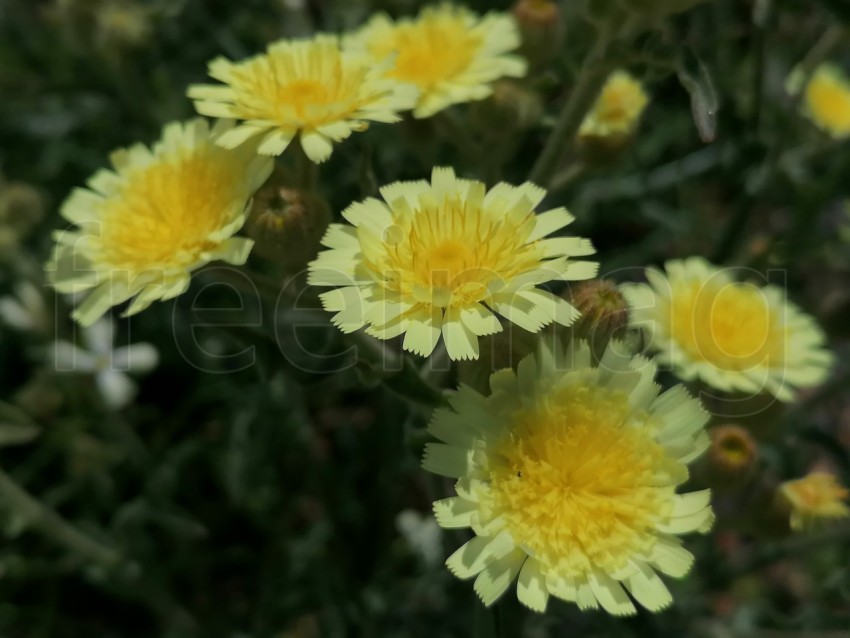 Flores amarillas de campo