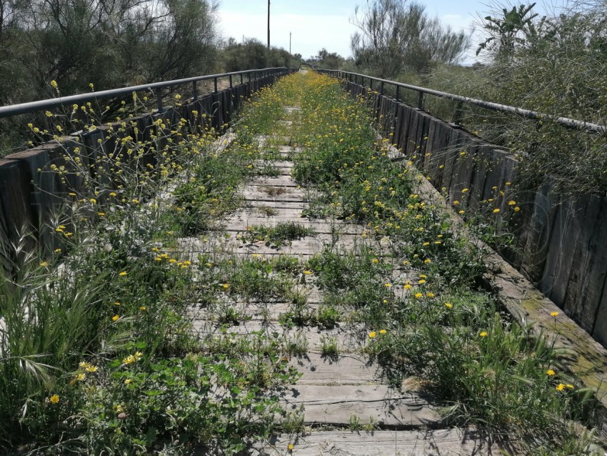 Camino en la playa con flores