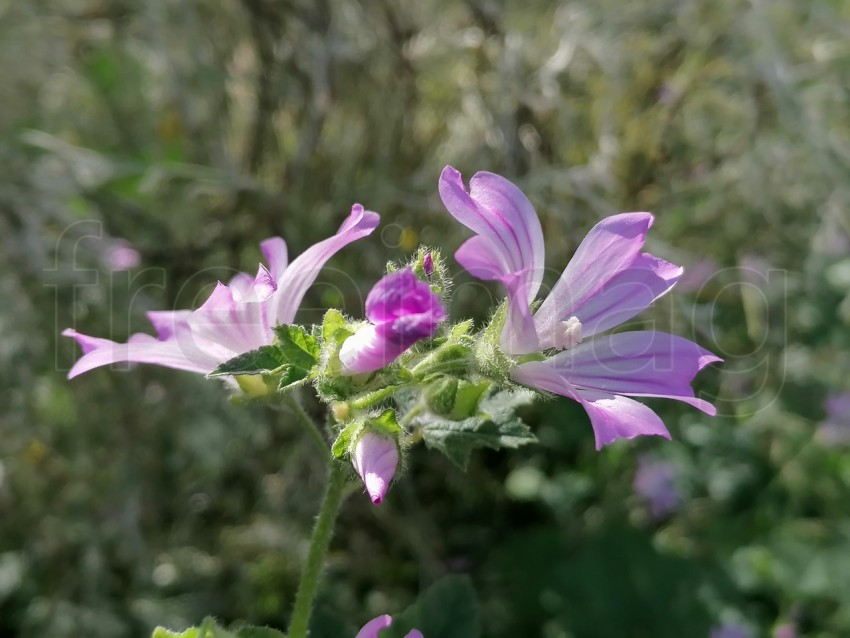 Flores de campo