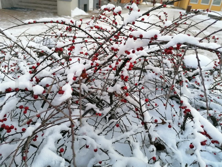 Arbusto de acebo de bayas de invierno cubierto de nieve