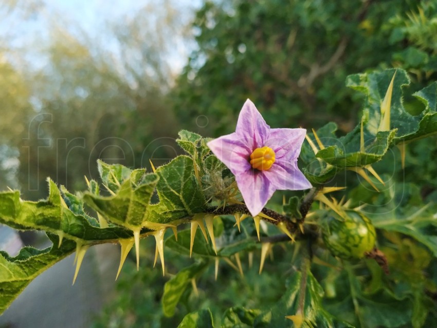 Flor Solanum lycocarpum fondo verde