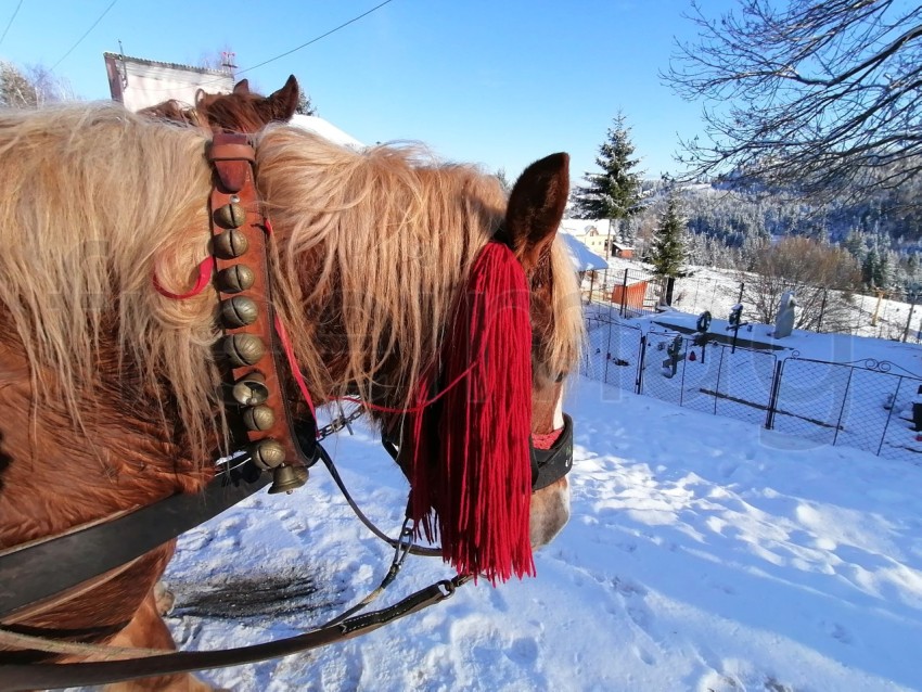 Cabeza de caballo fondo temporada de invierno