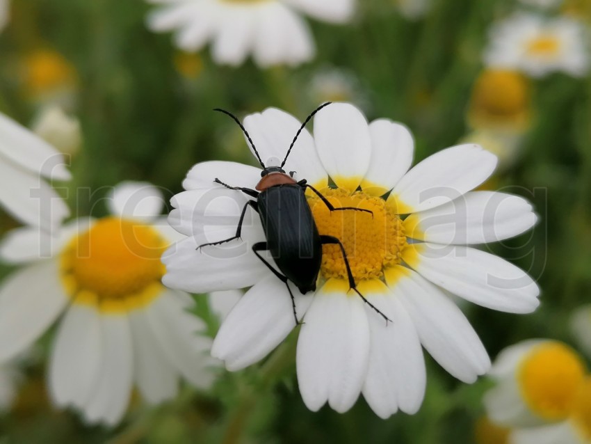 Insecto sobre flor blanca centro amarillo