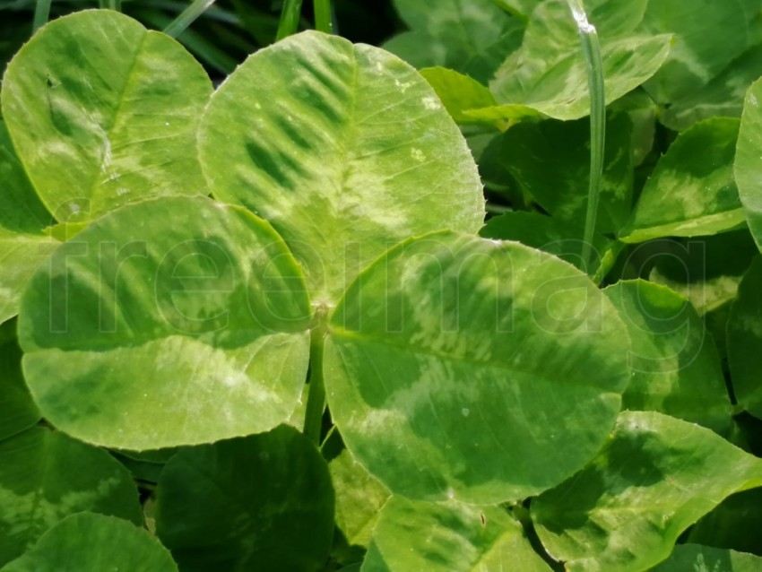 Hoja verde de campo