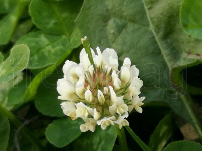 Primer plano de la flor blanca en una planta de trébol que crece en un campo.