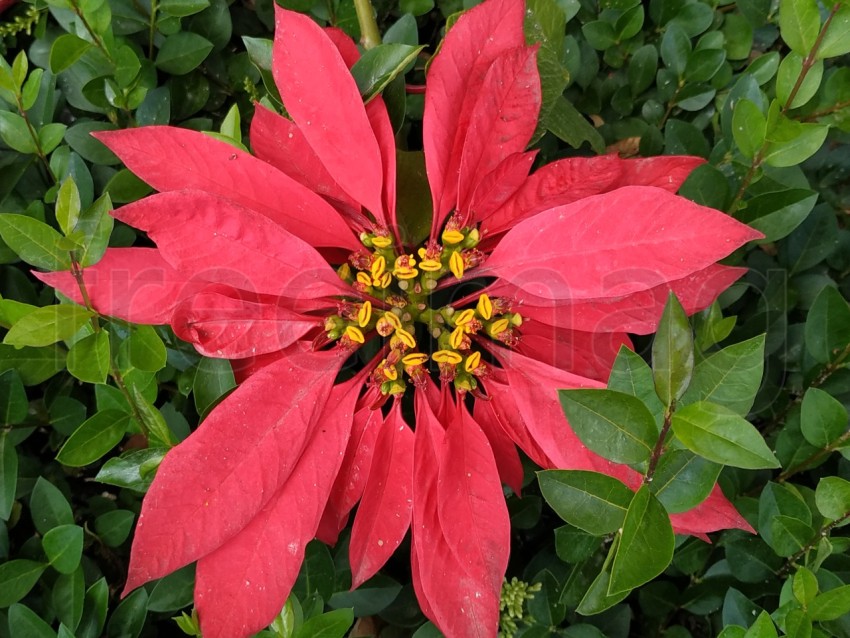 Imagen de Estrella federal, Flor roja