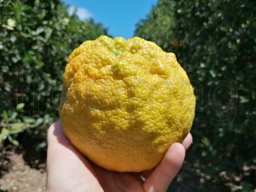 Primer plano de naranja amarilla grande