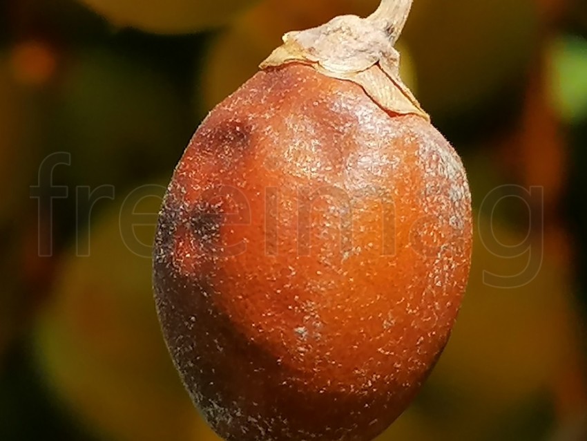 Solanum betaceum - Tamil orgánico en árbol