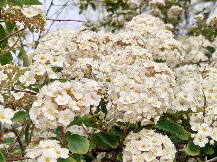 Flor blanca  La Viburnum tinus, conocida comúnmente como durillo.