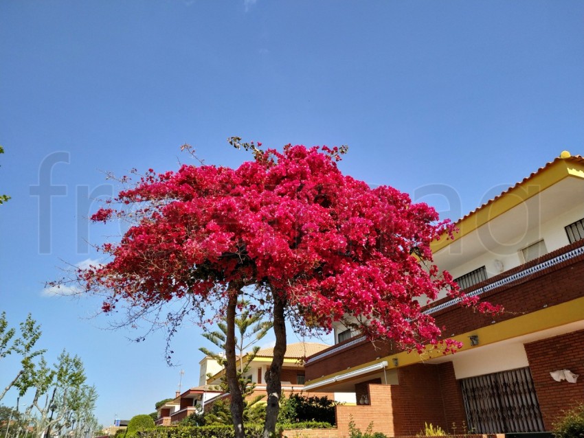 Árbol con las hojas rojas.  Bougainvillea spectabilis