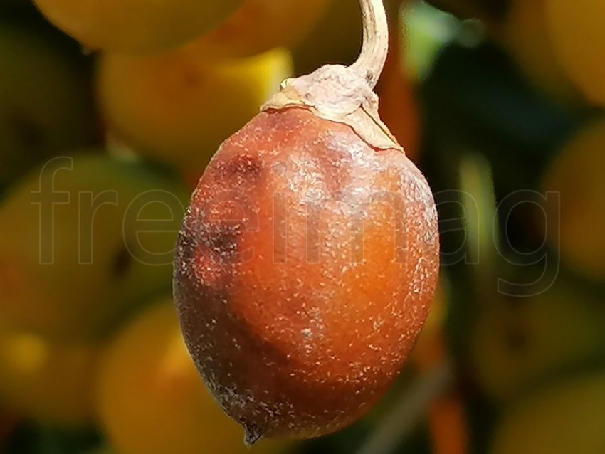 Fruto  árbol  Solanum betaceum - Tamil orgánico en árbol