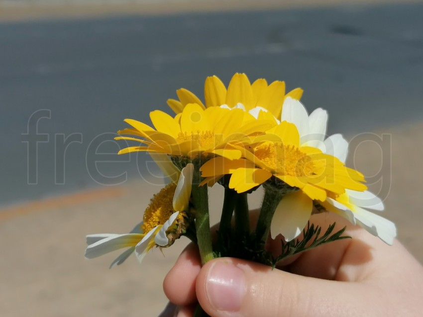 Flores amarillos y blanco en la mano