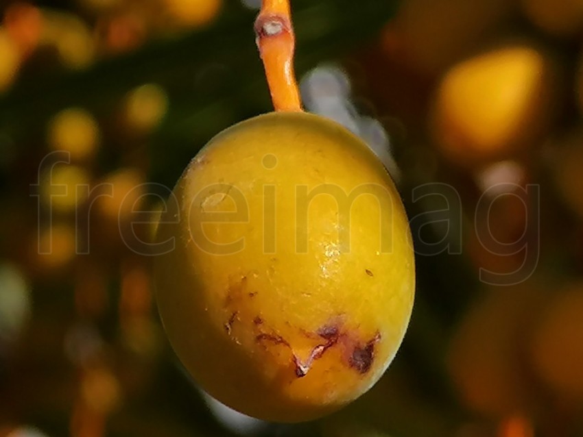 Fruto de palmera de cerca