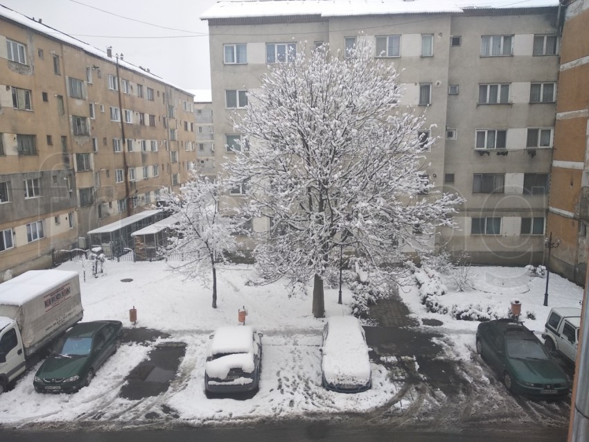 Árbol cubierto con nieve en Năsăud, Rumanía, Transilvania.