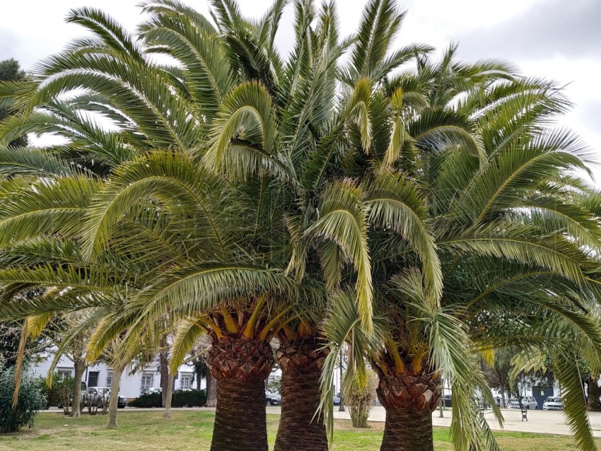 Palmera de cerca en Isla Cristina