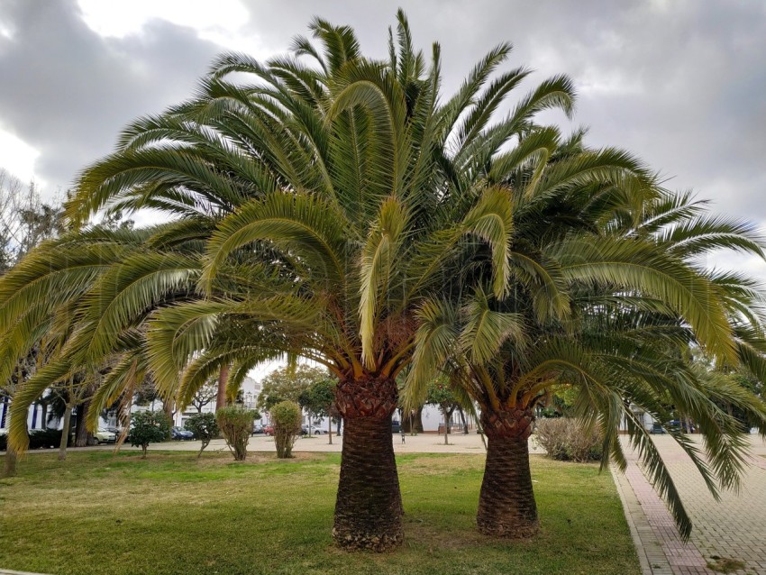 Palmeras de cerca en Isla Cristina, España