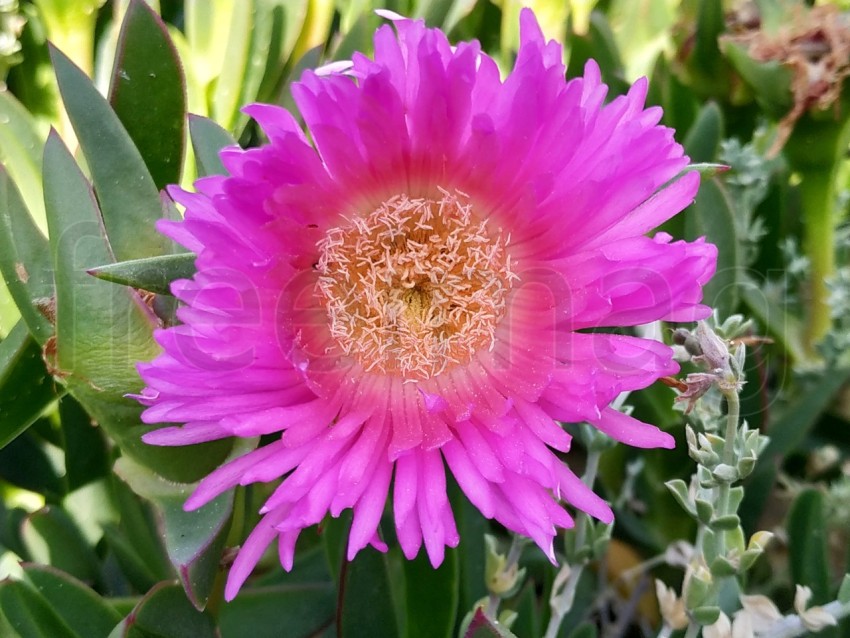 Flor de margarita violeta rosa en la playa