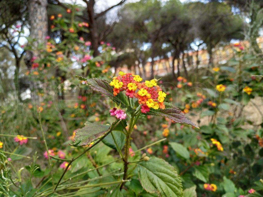 Hermosas flores lantana