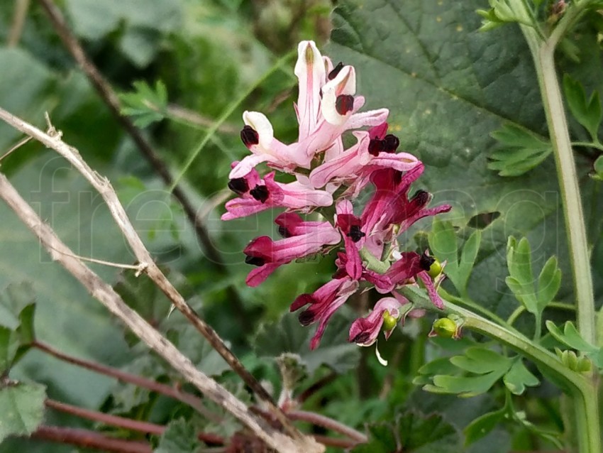 Flor de fumaria capreolata , fondo verde