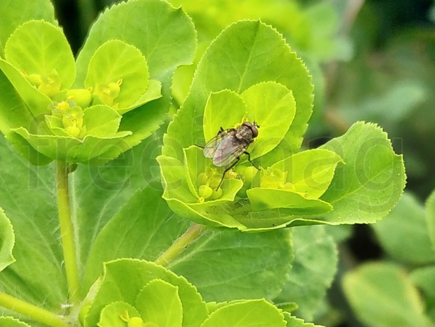 Mosca sobre planta verde