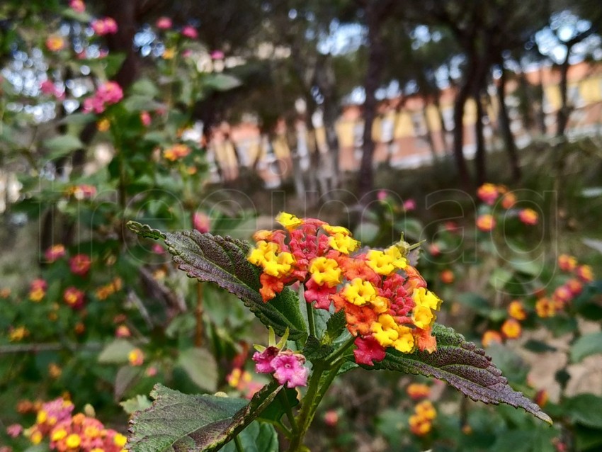 Lantana camara hermosa flor en el jardín