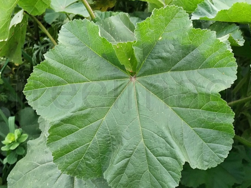 Hoja verde, planta, naturaleza.