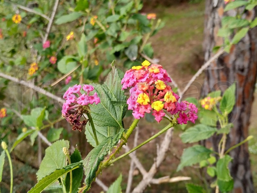 Flores, hermosas y coloridas de lantana de las indias occidentales