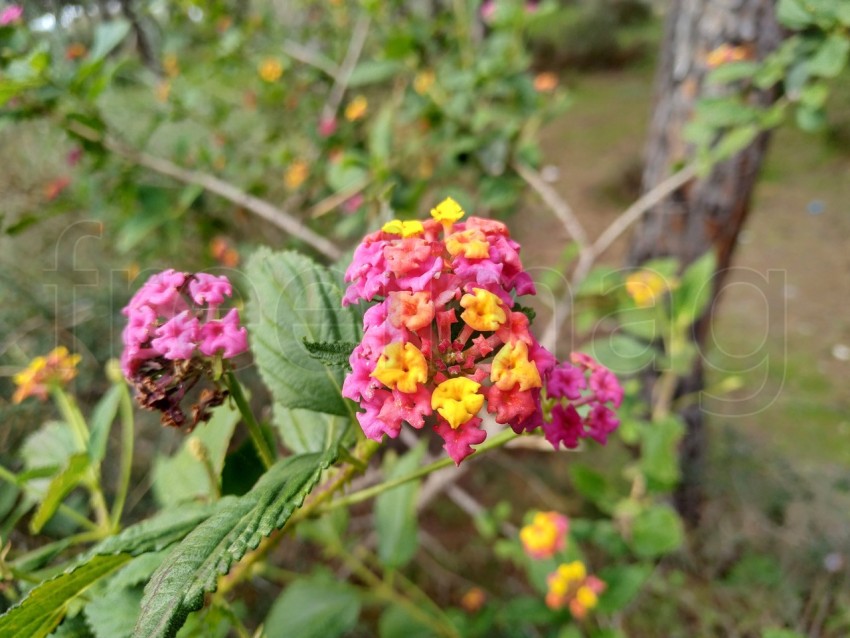 Flores , hermosas y coloridas de lantana de las indias occidentales