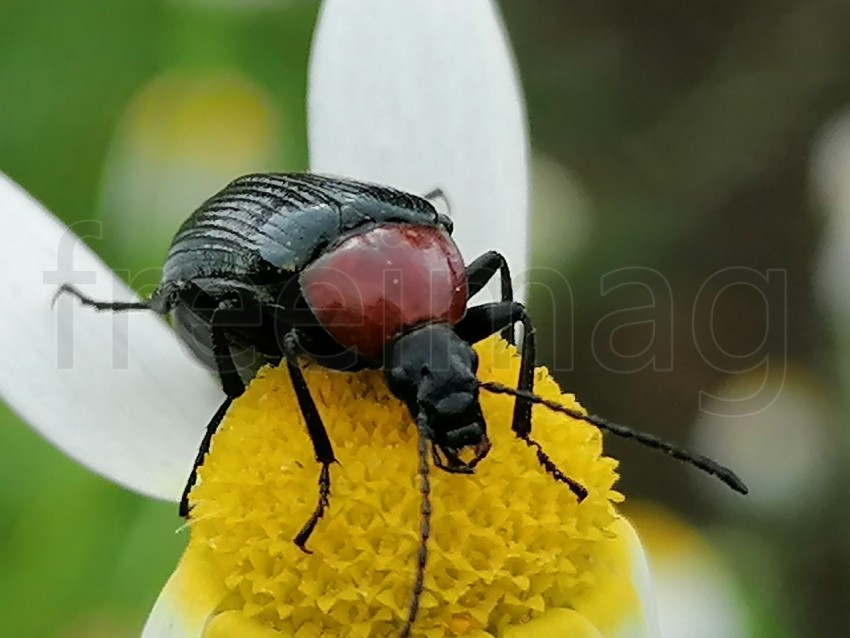 Escarabajo recolectando polen sobre flor amarilla