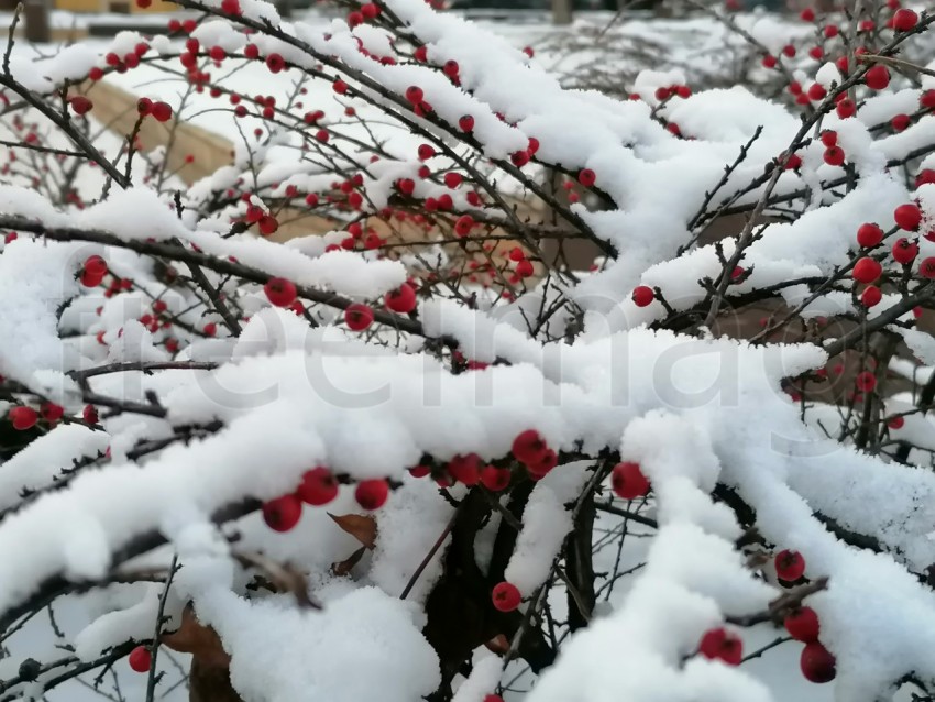 Arbusto de acebo de bayas de invierno cubierto de nieve