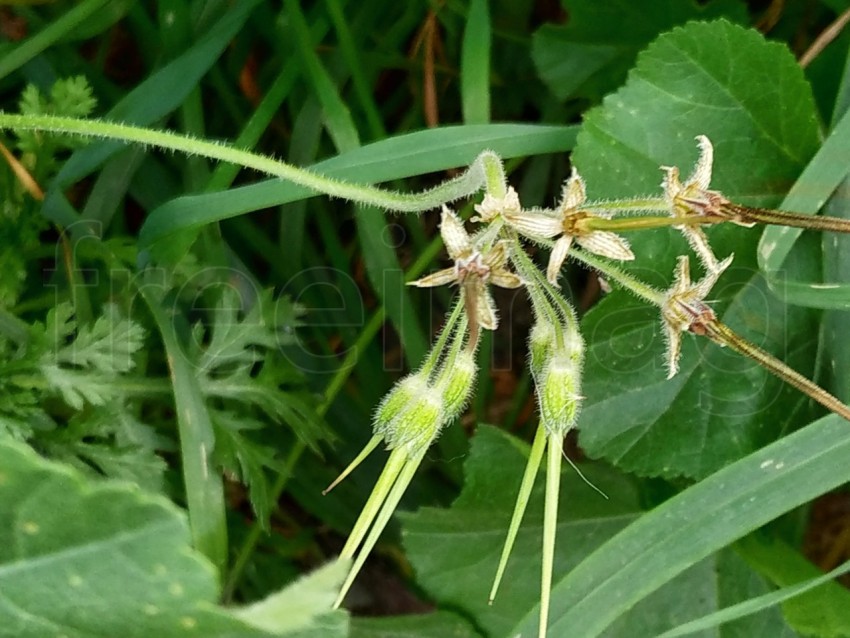 Flor, naturaleza, planta, prado, floración, campo