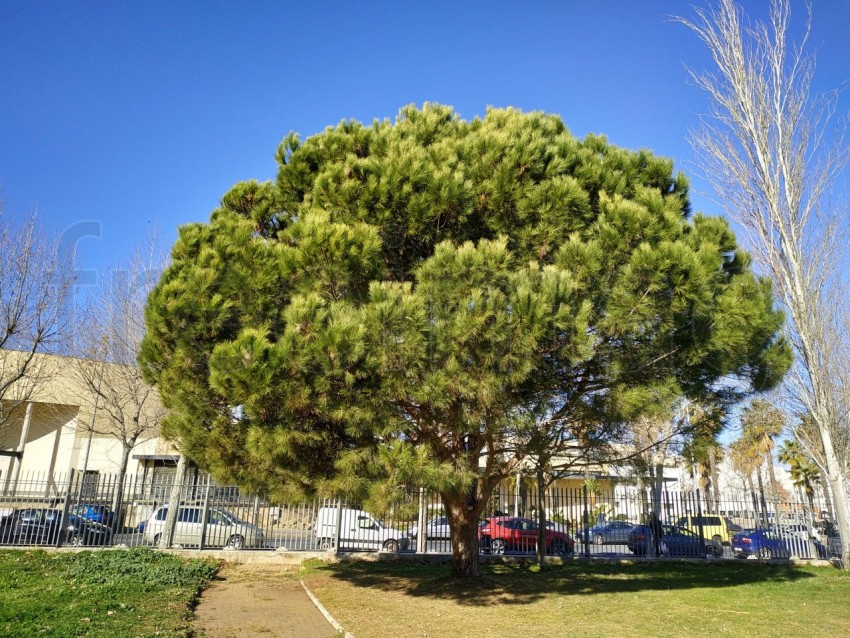 Corona del árbol de pino