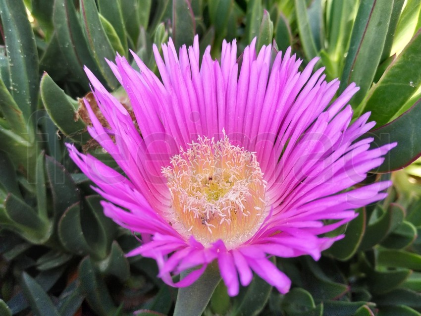 Carpobrotus planta carnosa con rosa flores