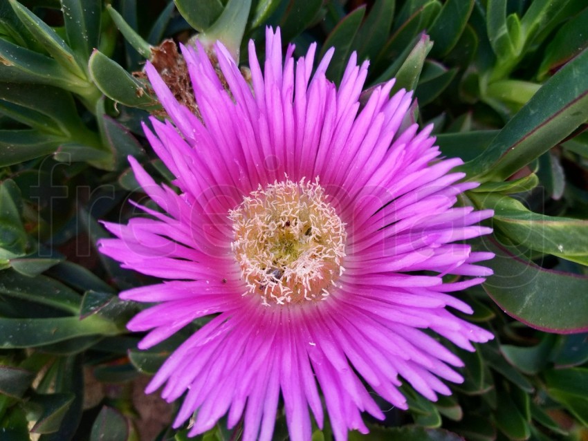 Carpobroto, comúnmente conocido como pigface, planta de hielo