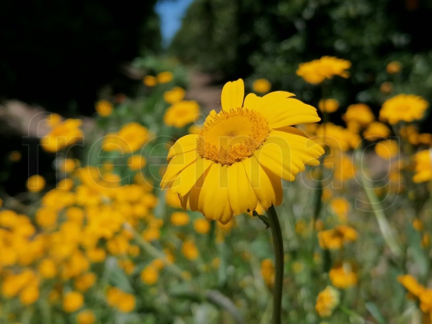 Flor Amarillo de campo