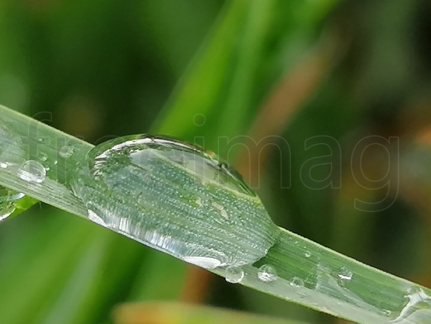 Gota de agua sobre planta verde