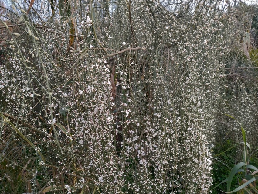 Retama blanca monosperma