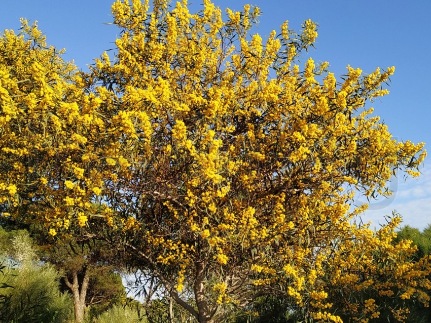 Hermosa floración amarilla dorada