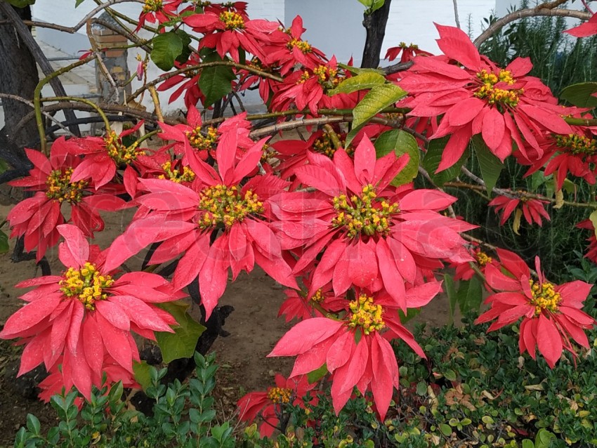 Flores rojas de Poinsettia, Estrella Federal