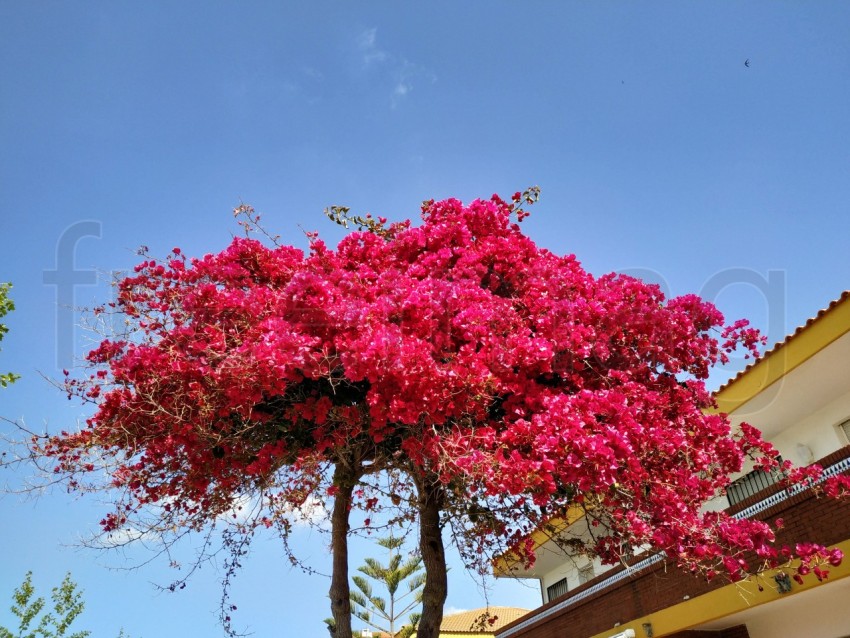 Árbol con las hojas rojas, fondo cielo azul