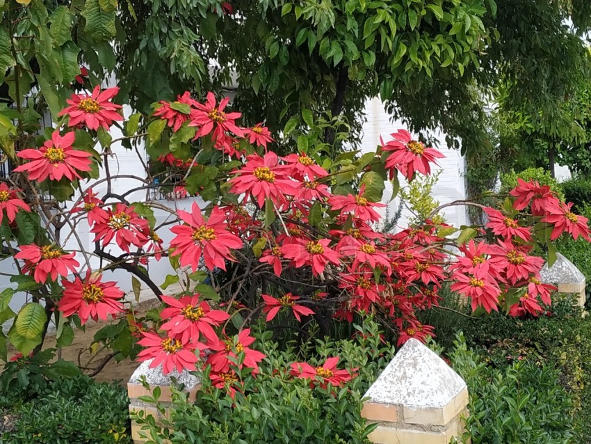 Flores rojas de Poinsettia, Estrella Federal