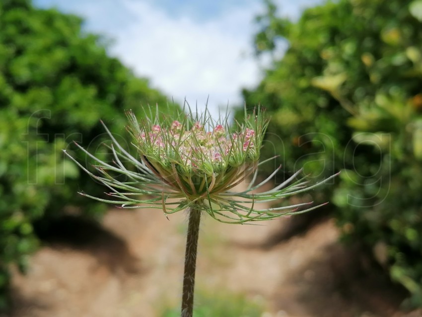 Daucus carota /  Cabeza de semilla de zanahoria silvestre