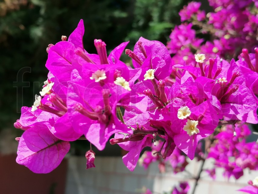 Primer plano flores de buganvilla