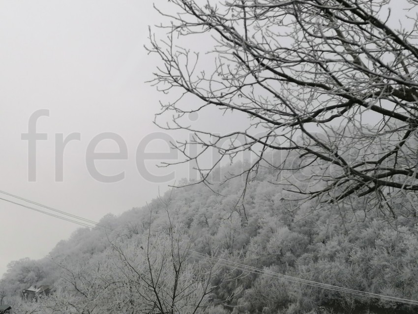 Árboles cubiertos de nieve en un invierno helado. Temporada de invierno