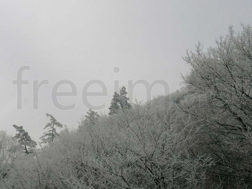 Árboles cubiertos de nieve en un invierno helado. Temporada de invierno