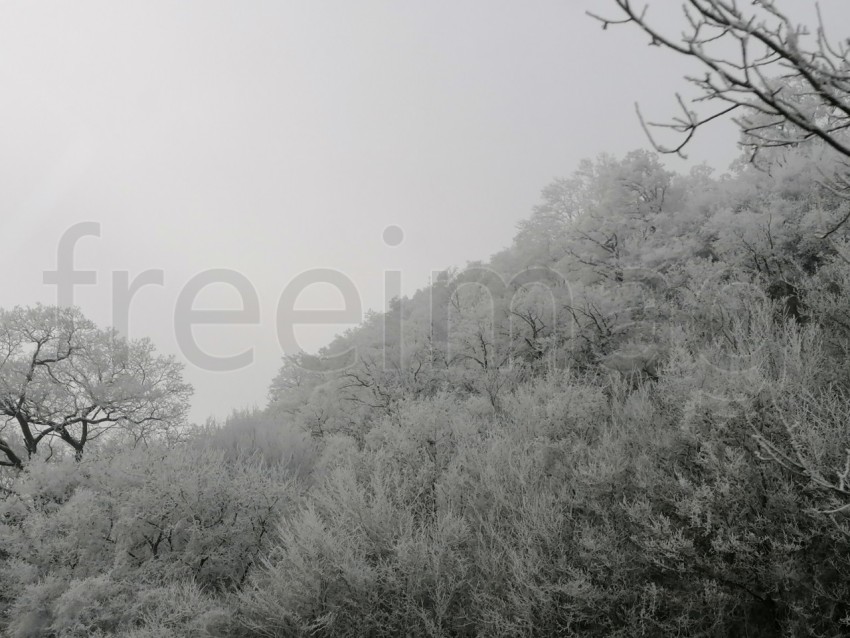 Árboles cubiertos de nieve en un invierno helado. Temporada de invierno