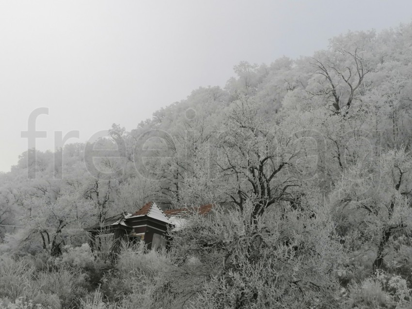 Árboles cubiertos de nieve en un invierno helado. Temporada de invierno