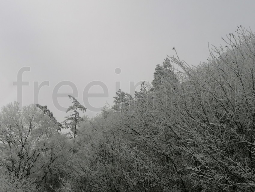 Árboles cubiertos de nieve en un invierno helado. Temporada de invierno