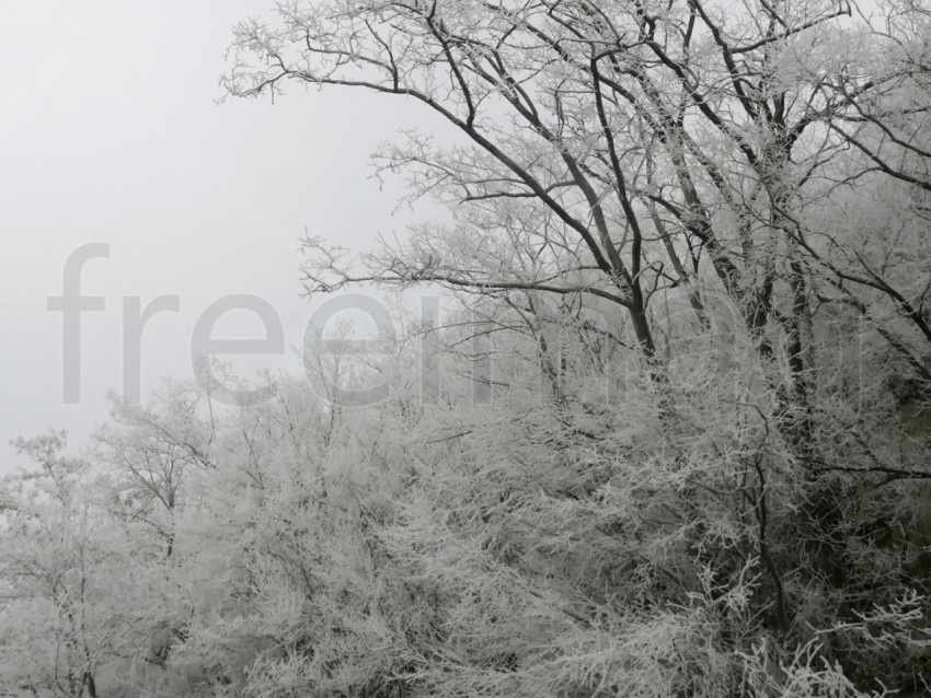 Árboles cubiertos de nieve en un invierno helado. Temporada de invierno